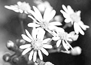 绿色轰炸工具版